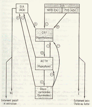 Fig. 2: Rétroactions négatives dans le système hypothalamo-hypophyso-surrénal (système régulé) et son contrôle par le système nerveux comportemental en réponse à l’environnement (servomécanisme). (Tiré de H. LABORIT, Ressuscitation, 1976, 5, P. 27) Fig. 2: Rétroactions négatives dans le système hypothalamo-hypophyso-surrénal (système régulé) et son contrôle par le système nerveux comportemental en réponse à l’environnement (servomécanisme). (Tiré de H. LABORIT, Ressuscitation, 1976, 5, P. 27)